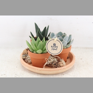 arr2 PL - Terra schotel met 3pot