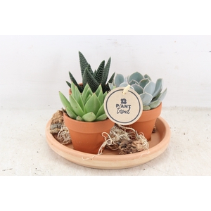 arr2 PL - Terra schotel met 3pot