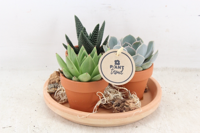 <h4>arr2 PL - Terra schotel met 3pot</h4>