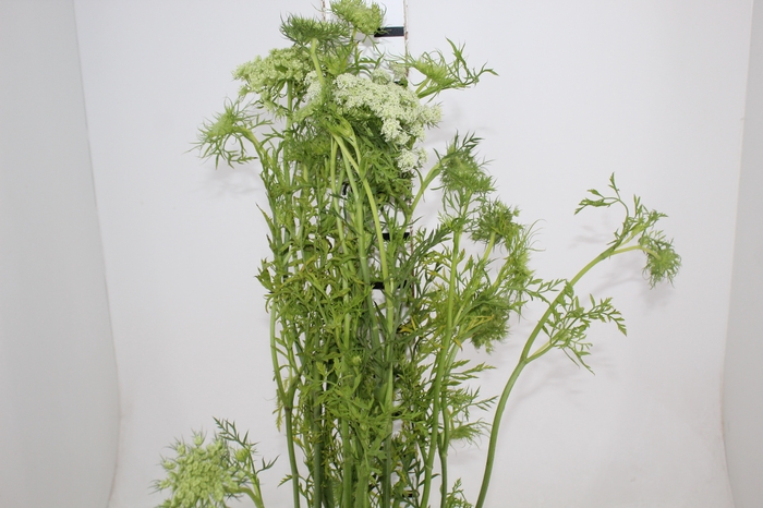 <h4>FLOR DE CENOURA</h4>