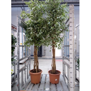 Ficus benja. 'Golden King'