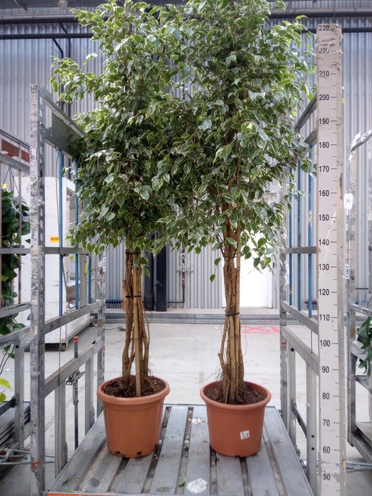 <h4>Ficus benja. 'Golden King'</h4>