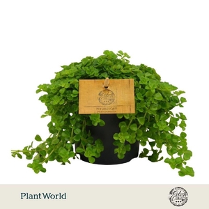 Pilea Depressa licht