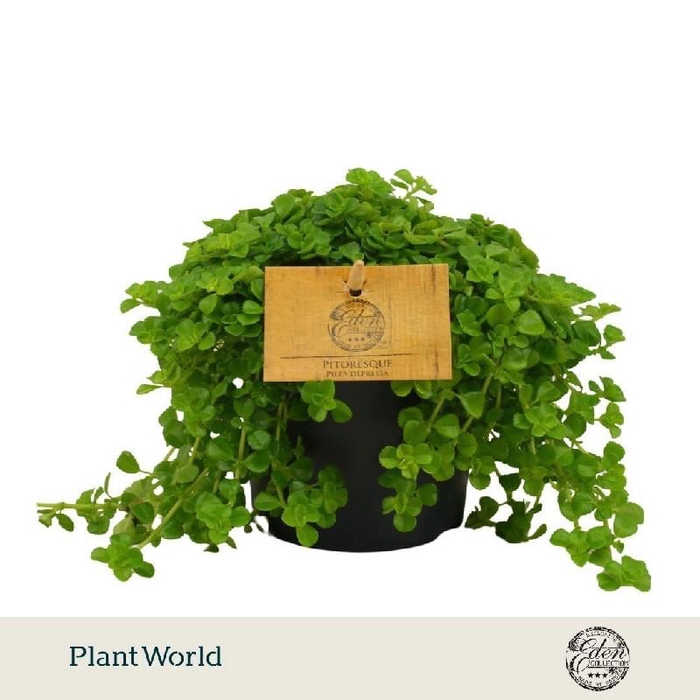 <h4>Pilea Depressa licht</h4>