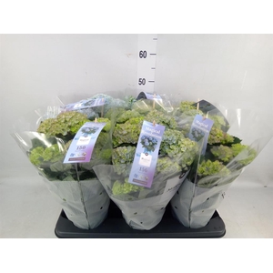Hydrangea mac. 'Magical Revolution'