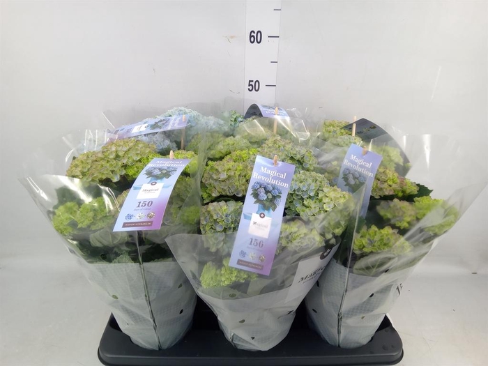 <h4>Hydrangea mac. 'Magical Revolution'</h4>