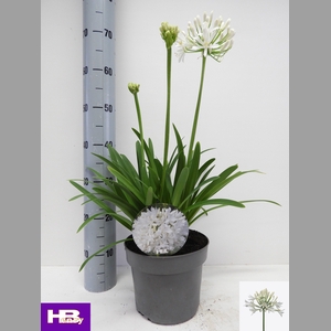 AGAPA HENRYS WHITE