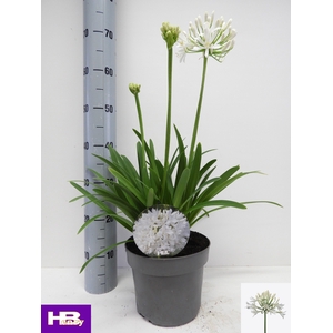 AGAPA HENRYS WHITE