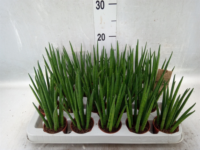 <h4>Sansevieria bacularis</h4>