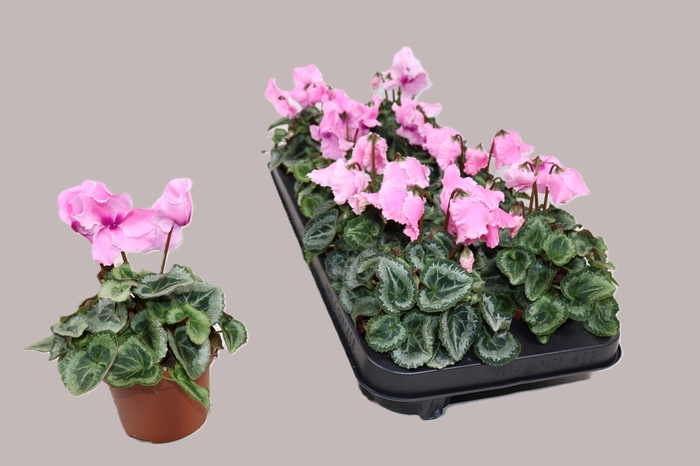 arr8 Cycl Gr Falbala