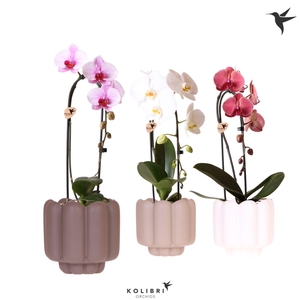 Kolibri Orchids Cascade Niagara Fall mix 1 spike in Retro pot sand mix