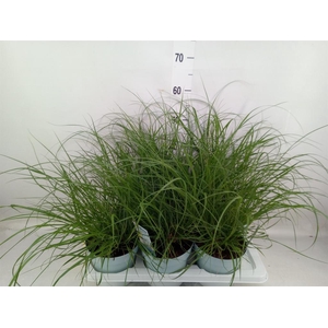 Pennisetum alopec. 'Hameln Gold'