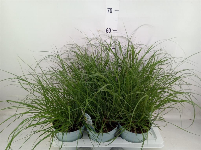 <h4>Pennisetum alopec. 'Hameln Gold'</h4>