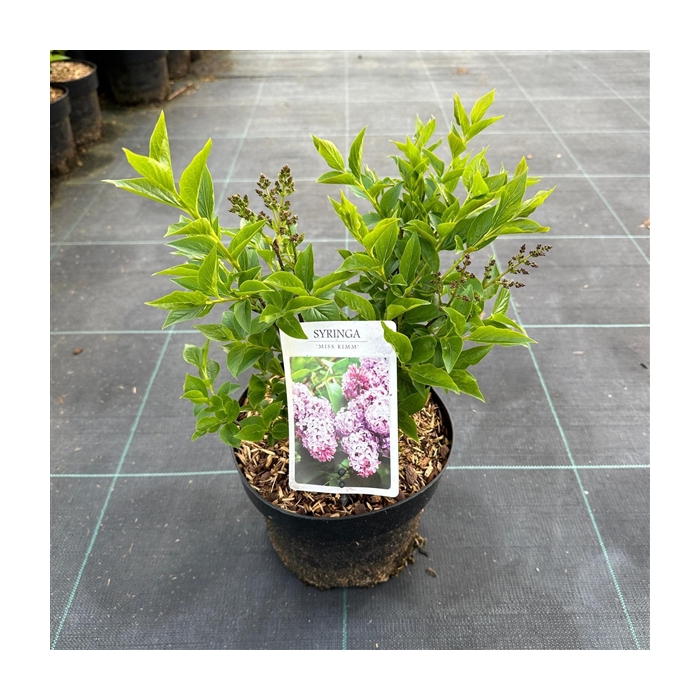 <h4>Syringa pat. 'Miss Kim'</h4>