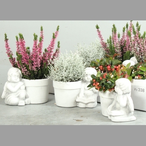 ARR TUINPLANTEN