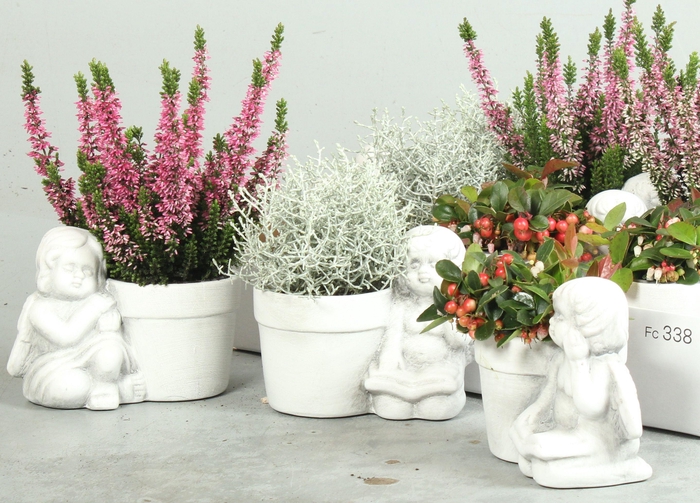 <h4>ARR TUINPLANTEN</h4>