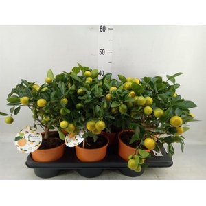 Citrofortunella mic.