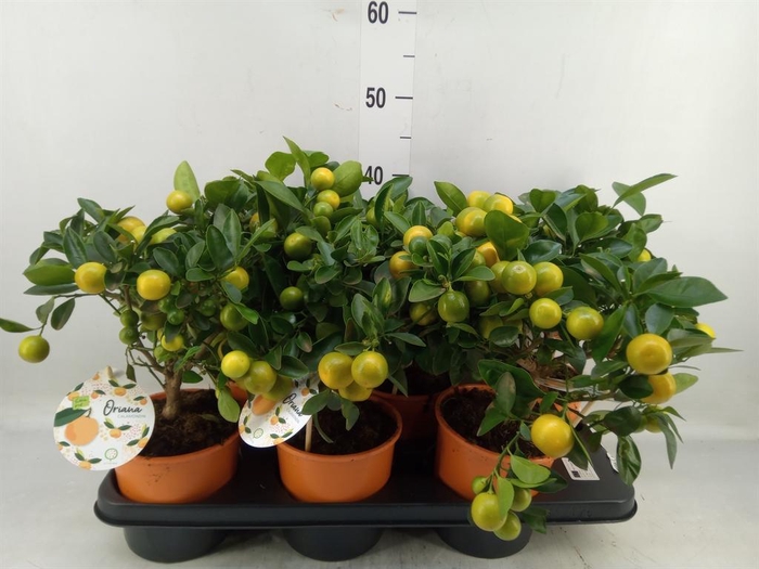 <h4>Citrofortunella mic.</h4>