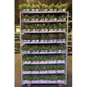 arr8 Fuchsia B F Mixk