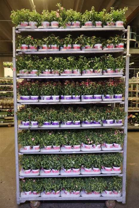 <h4>arr8 Fuchsia B F Mixk</h4>