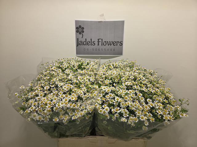 <h4>TANA PA CAMERON</h4>