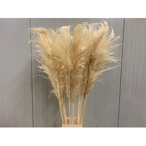 Corta Dried Bleached White