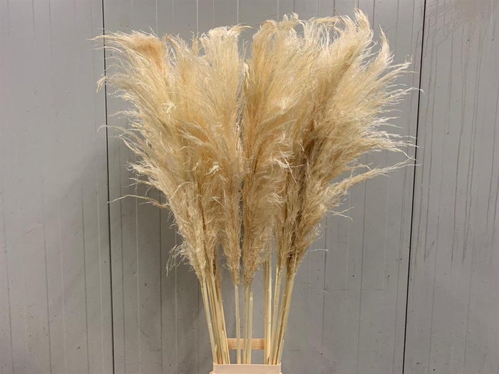 <h4>Corta Dried Bleached White</h4>