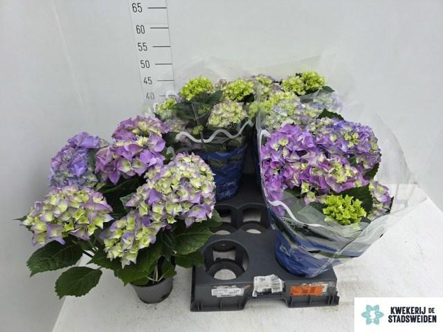 <h4>HYDR M EARLY BLUE</h4>