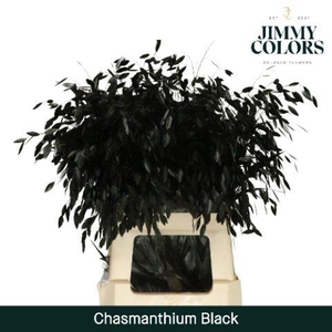 Chasmanthium L70 Black