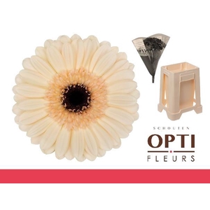 Germini Mindset Water