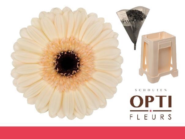 <h4>Germini Mindset Water</h4>