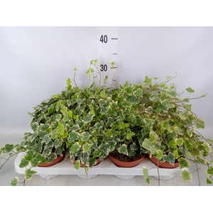 Hedera   ...variegated
