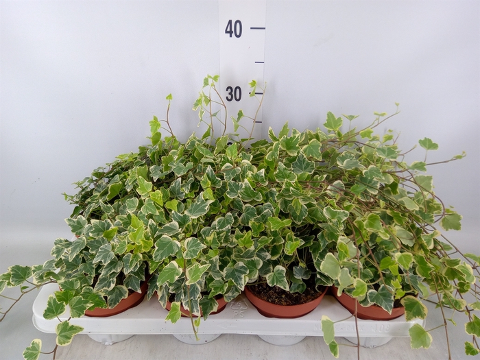<h4>Hedera   ...variegated</h4>