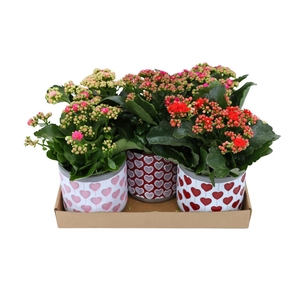 Kalanchoe blossfeldiana gevuld gemengd