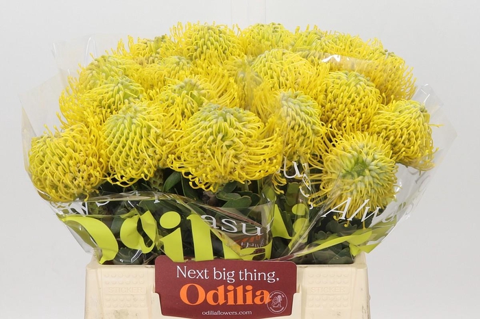 Nutans Ayoba Yellow