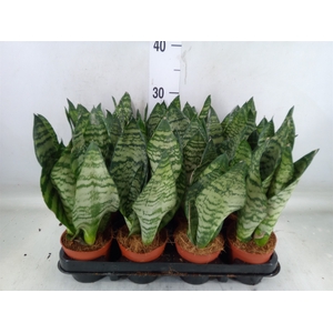 Sansevieria zeylanica
