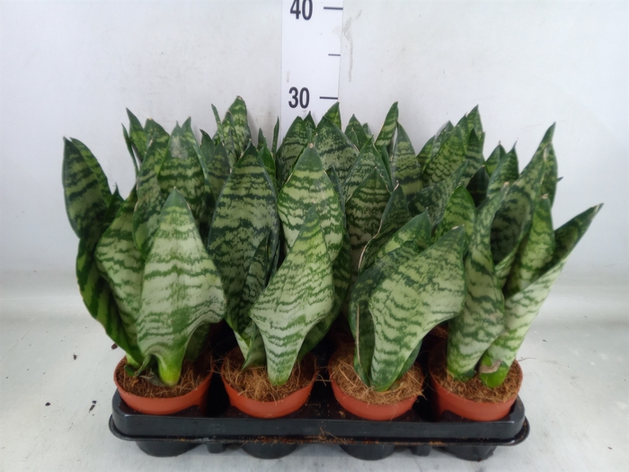 <h4>Sansevieria zeylanica</h4>