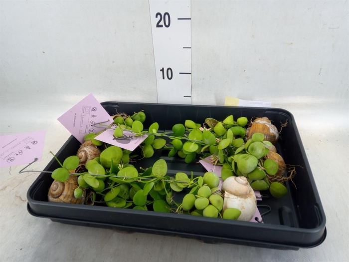 <h4>Arr.  Dischidia</h4>