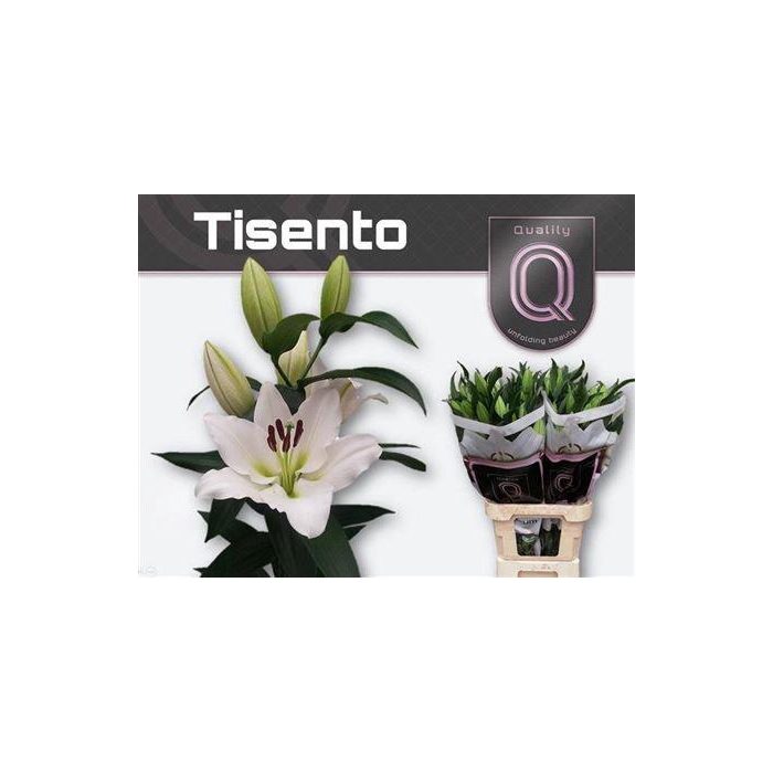 <h4>Li Ot Tisento</h4>