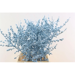 Ilex Kbh Gl Ijsblauw Stem