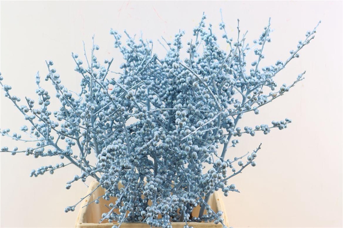 <h4>Ilex Kbh Gl Ijsblauw Stem</h4>