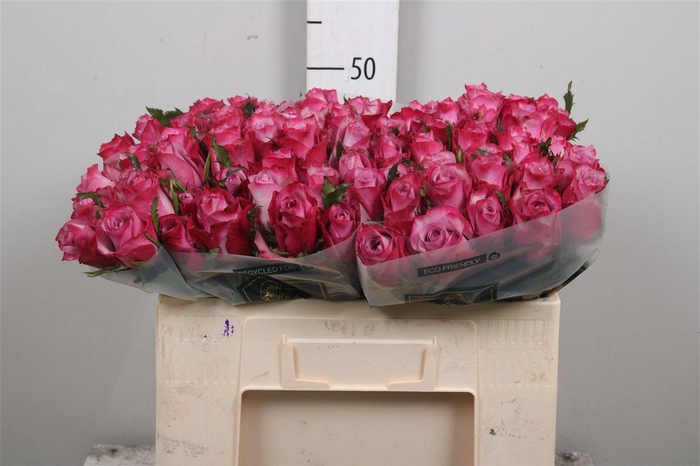 <h4>R Gr Deep Purple</h4>