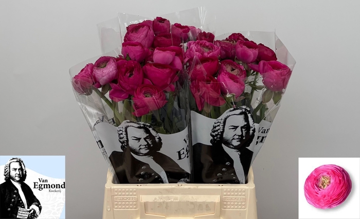 <h4>RAN EL HOT PINK</h4>