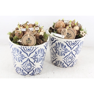 arr4 Narcis PL - Ker. pot delft blauw x3