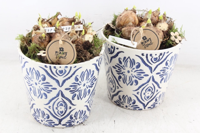 <h4>arr4 Narcis PL - Ker. pot delft blauw x3</h4>
