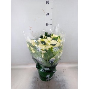 Euphorbia pulc. 'Alaska'