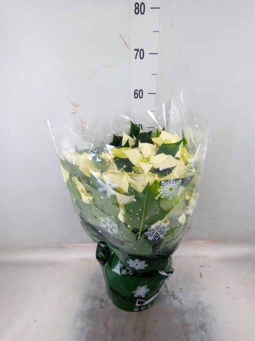 <h4>Euphorbia pulc. 'Alaska'</h4>