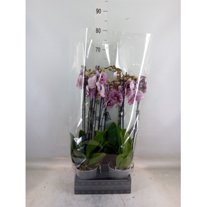 Phalaenopsis  'FC Black Stripes'