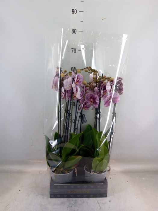<h4>Phalaenopsis  'FC Black Stripes'</h4>