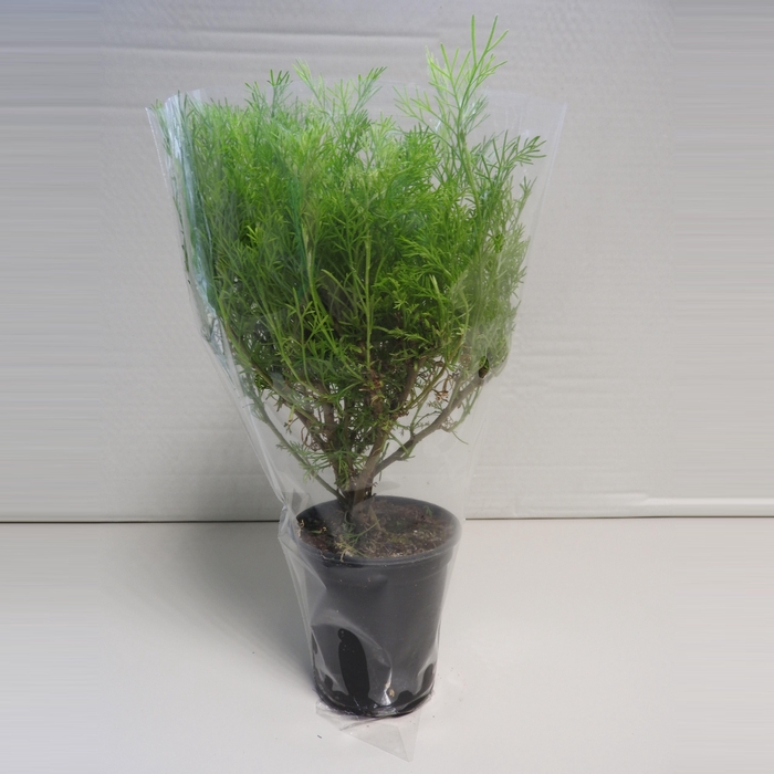 <h4>Colakruid P9</h4>